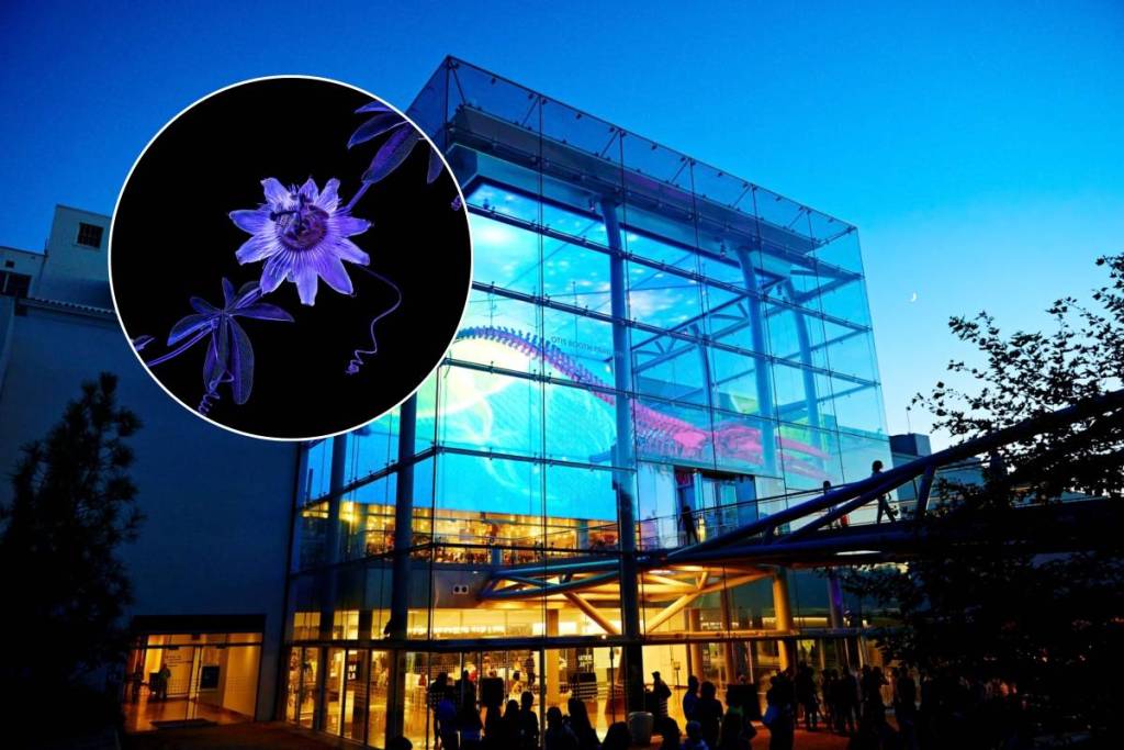 Cet hiver, le Musée d’histoire naturelle de L.A. se transforme en un véritable pays des merveilles lumineux à la tombée de la nuit, avec des dinosaures illuminés et des projections cinématographiques
