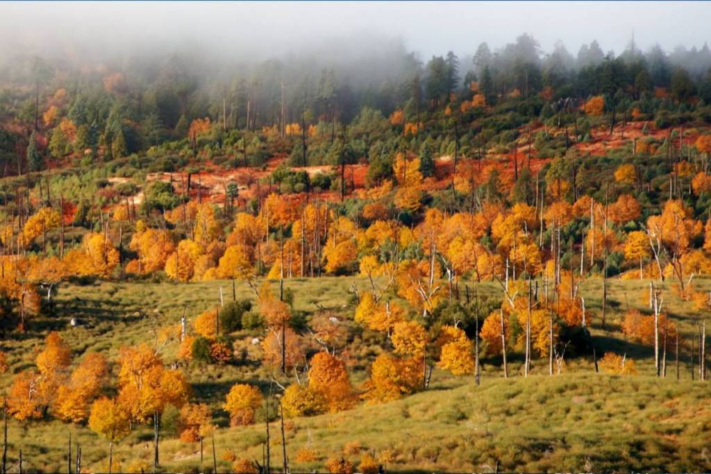 Cuyamaca State Park fall foliage