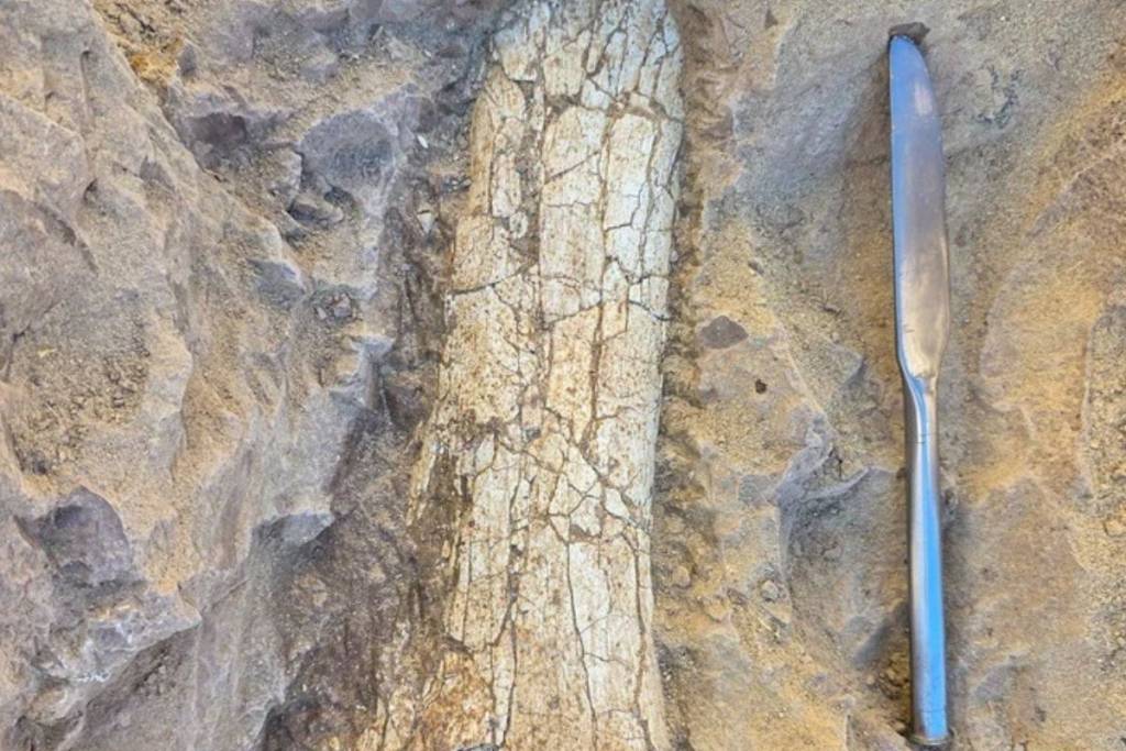 Fossil