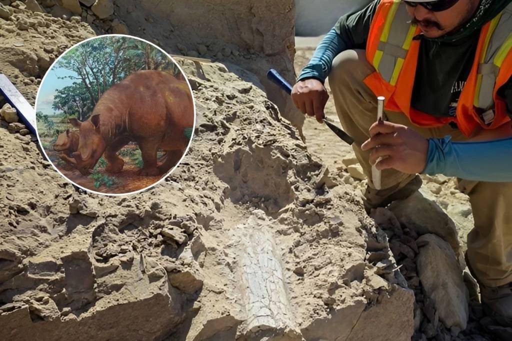 Fossil (2)