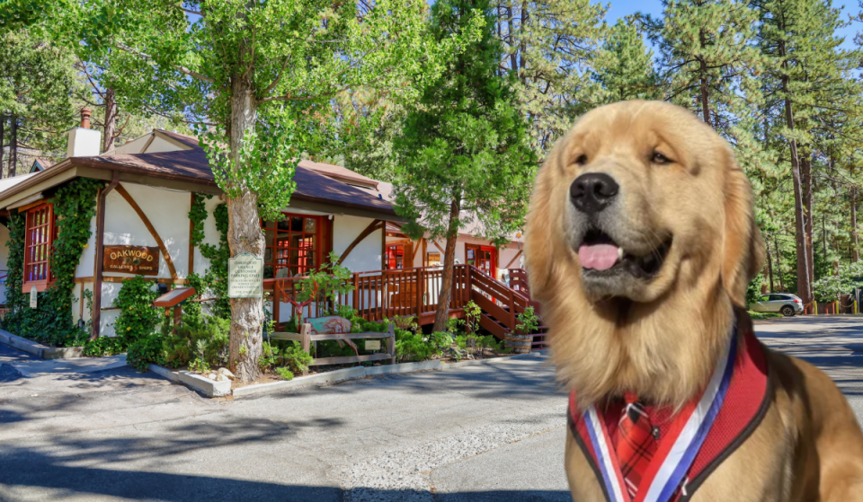 In 2012, a Southern California mountain town elected a golden retriever as its mayor; 14 years later, the community is still governed by Mayor Max III and ranks among the state’s best spots for vivid fall foliage