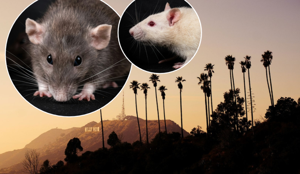 Los Angeles wurde offiziell zur rattenreichsten Stadt Amerikas für das Jahr 2026 gekürt und hat damit Chicago, NYC und San Francisco hinter sich gelassen