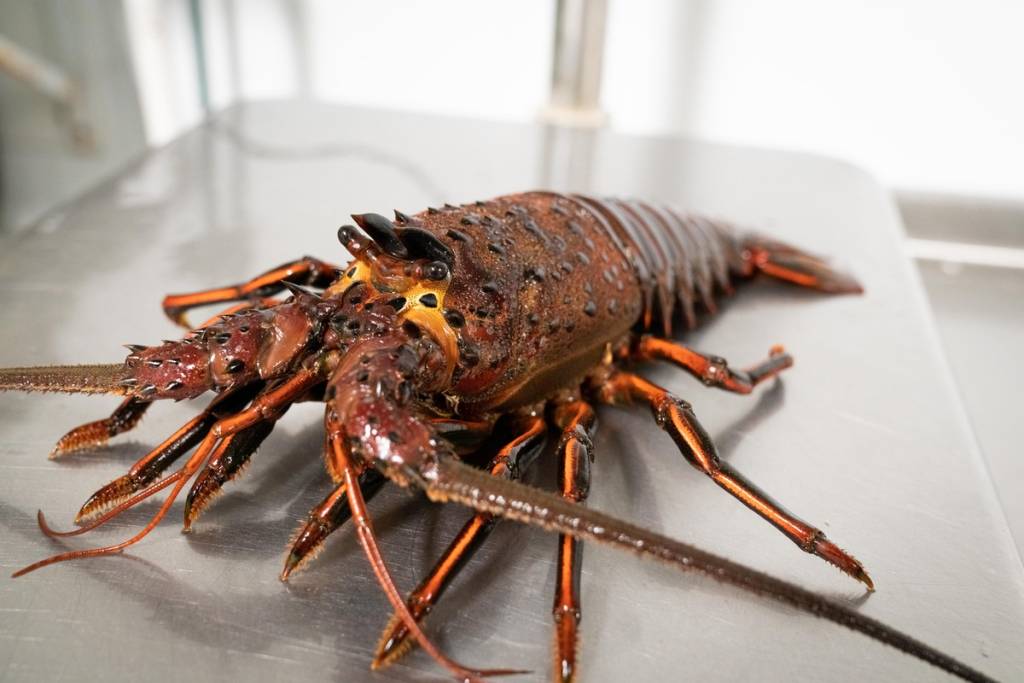 Lerne den begehrten kalifornischen Langusten kennen: die klauenlose lokale Delikatesse, die 25 % mehr Fleisch liefert und die das King’s Fish House bis März auf dem Holzkohlegrill serviert