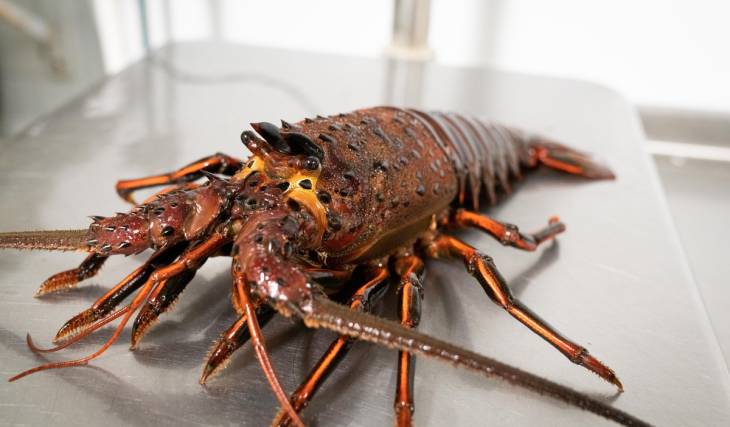 Lerne den begehrten kalifornischen Langusten kennen: die klauenlose lokale Delikatesse, die 25 % mehr Fleisch liefert und die das King’s Fish House bis März auf dem Holzkohlegrill serviert