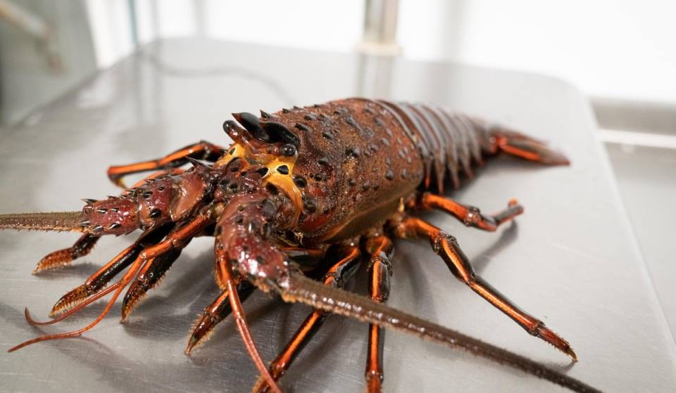 Lerne den begehrten kalifornischen Langusten kennen: die klauenlose lokale Delikatesse, die 25 % mehr Fleisch liefert und die das King’s Fish House bis März auf dem Holzkohlegrill serviert