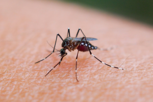 California is seeing a rise in West Nile virus cases, and mosquitoes are still active across the region
