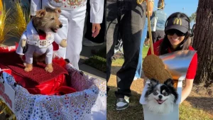 Over 350 costumed dogs are taking over Long Beach this Saturday for the 25th annual ‘Haute Dog Howl’oween’ parade