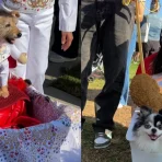 Long Beach dog parade features hundreds of costumed pets