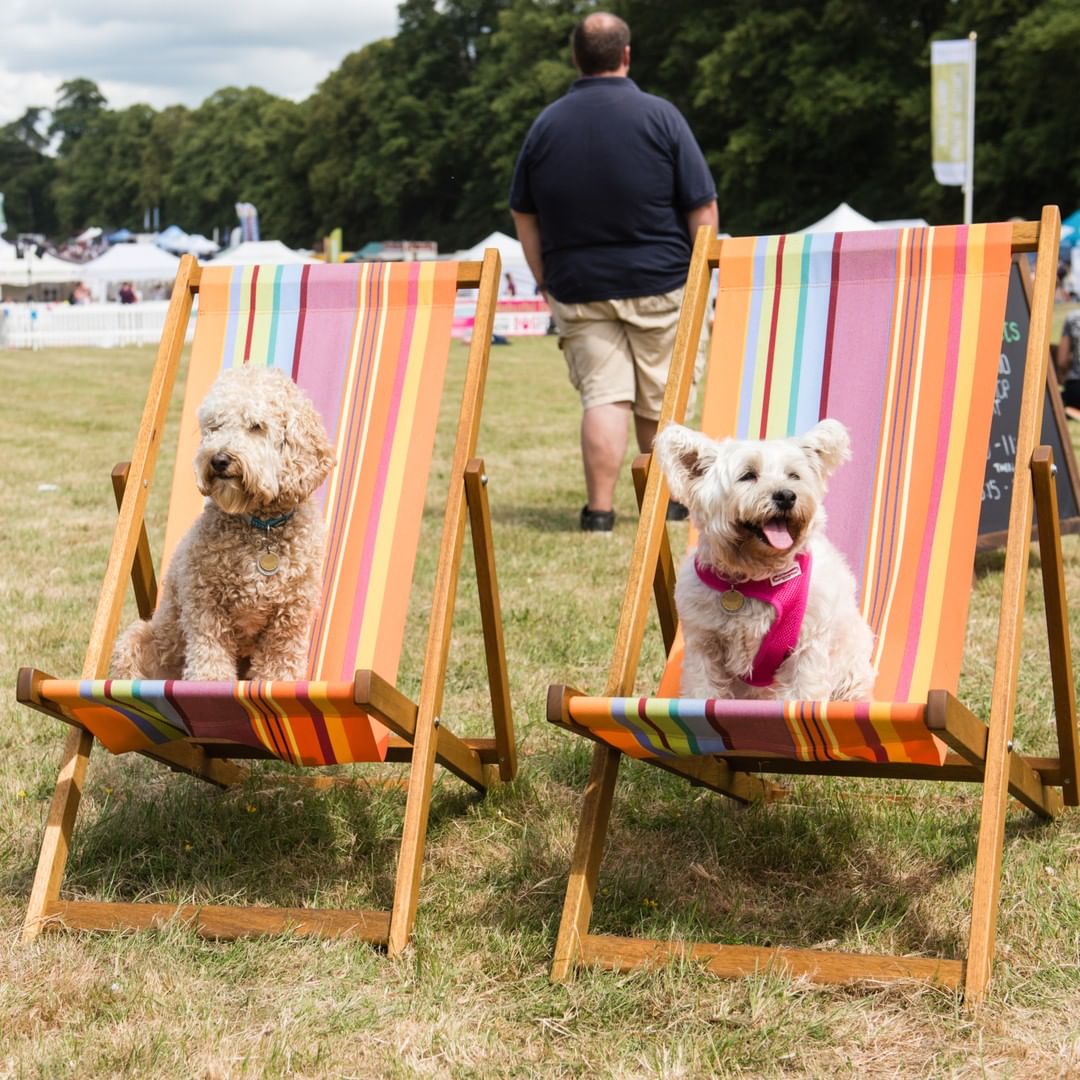 A Dog Festival Hosted By Supervet Noel Fitzpatrick Is Happening Near
