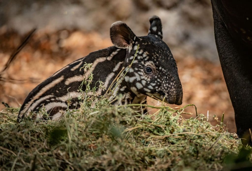 chesterzoo6-1024x694.jpg