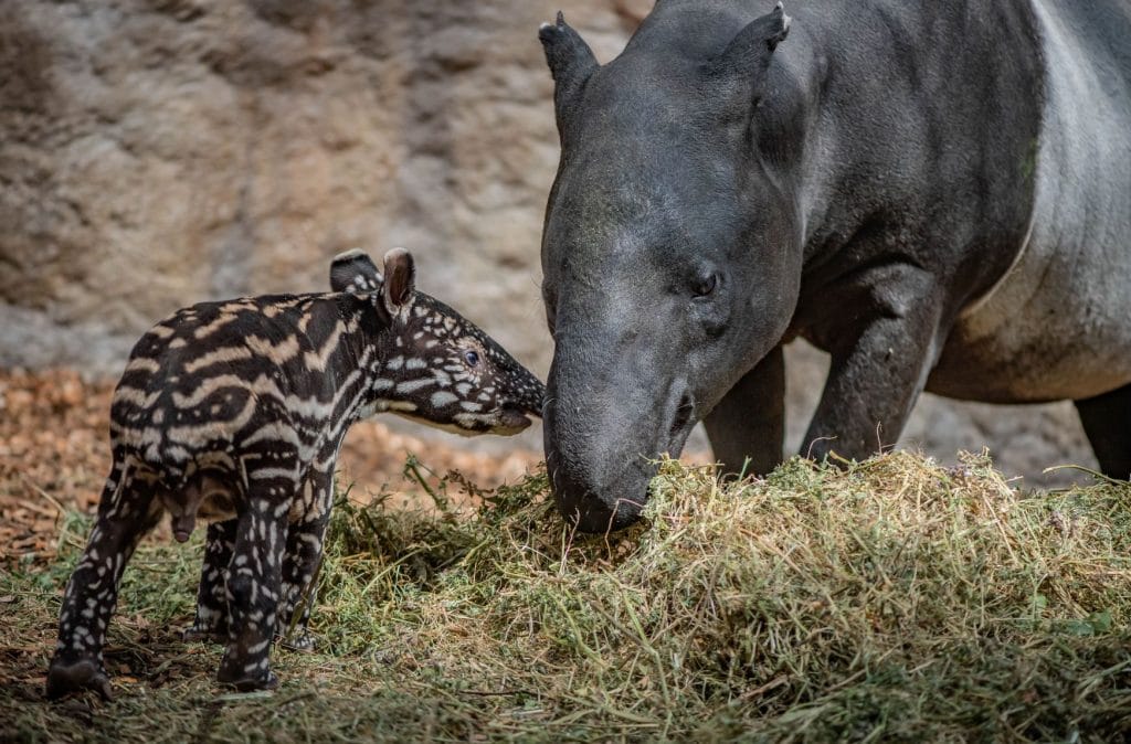chesterzoo5-1024x674.jpg