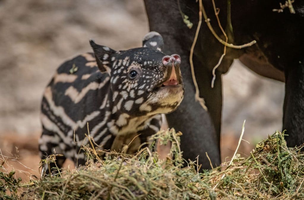 chesterzoo4-1024x672.jpg