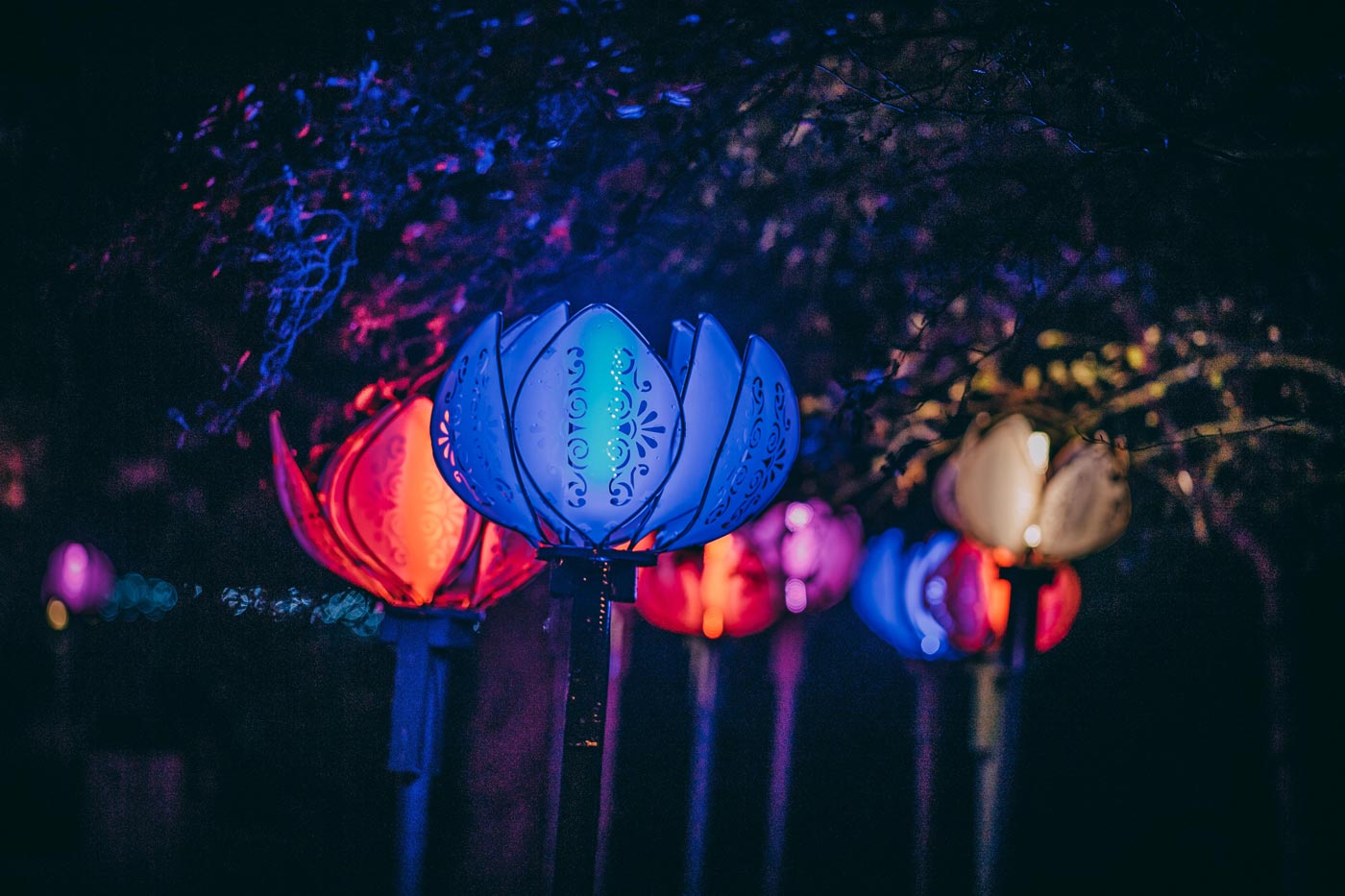 Chester Zoo Lantern Festival Has Returned For Christmas
