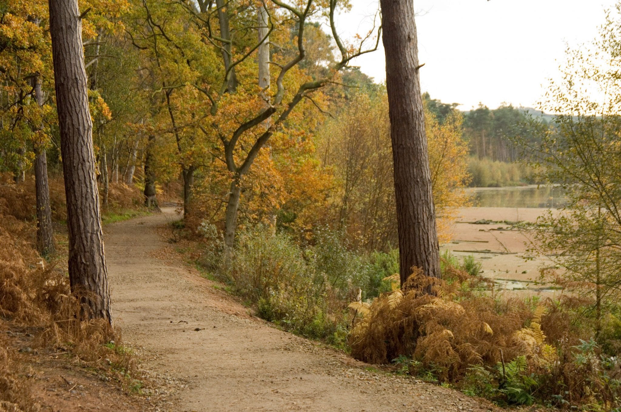 Forests Near Manchester The Best Nature Walks Secret Manchester