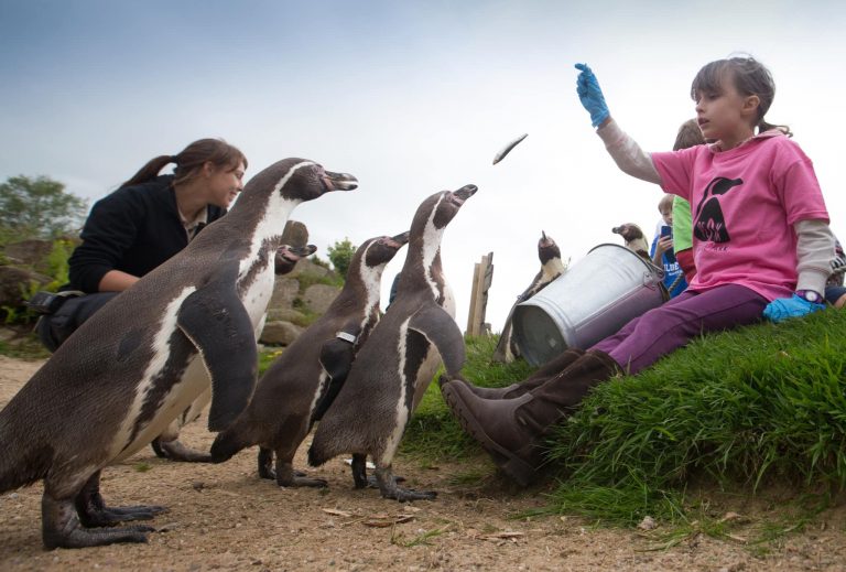 A Guide To The Best Zoos And Wildlife Parks Near Manchester