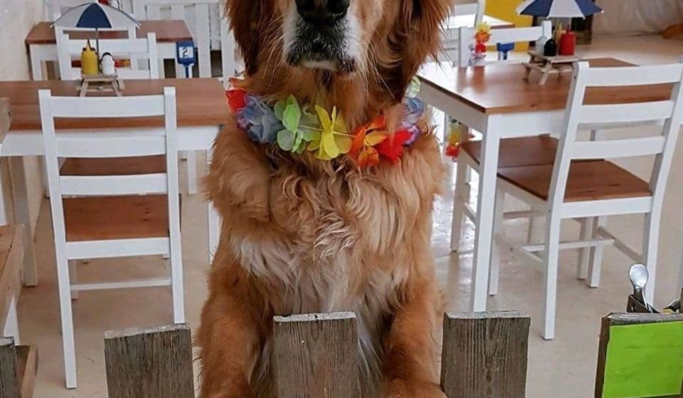 A Huge New Dog Café With An Indoor Dog Beach Is Arriving In Manchester