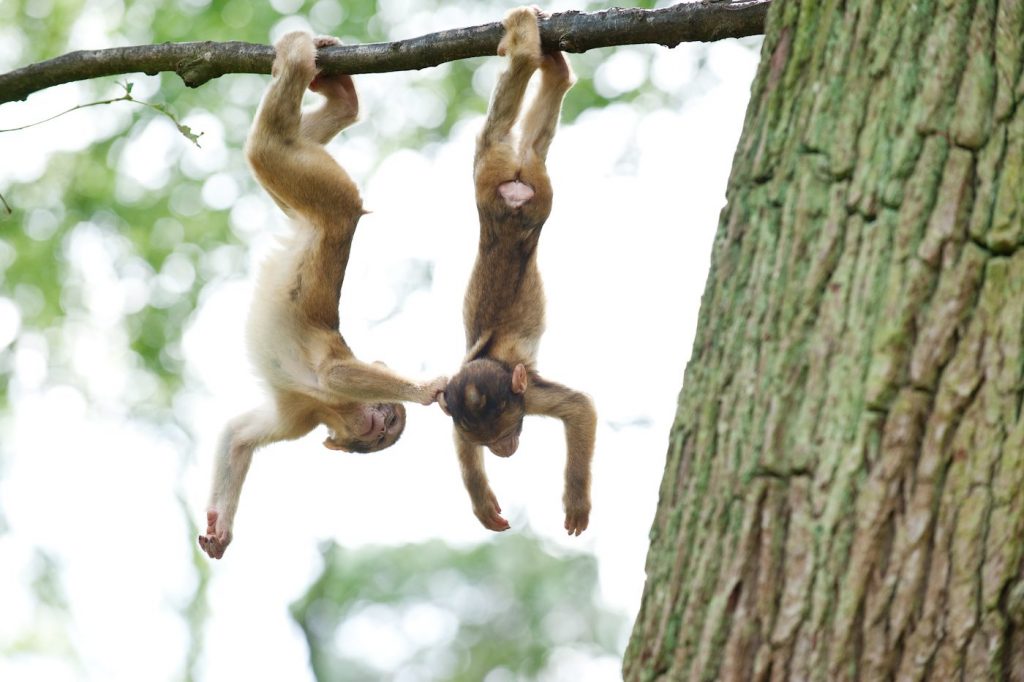 The Best Zoos And Wildlife Parks Near Manchester