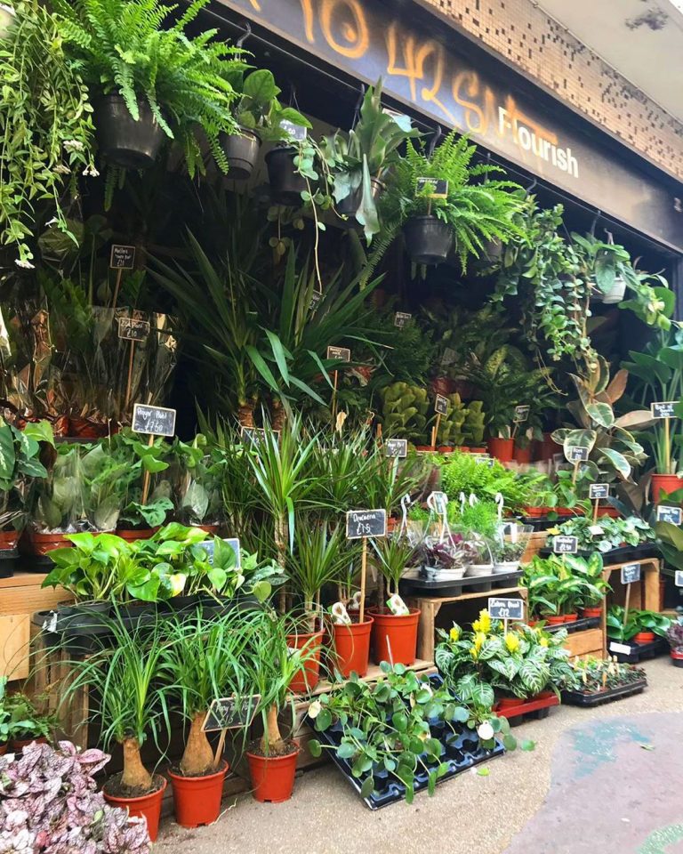 The Best Plant Shops In Manchester Secret Manchester