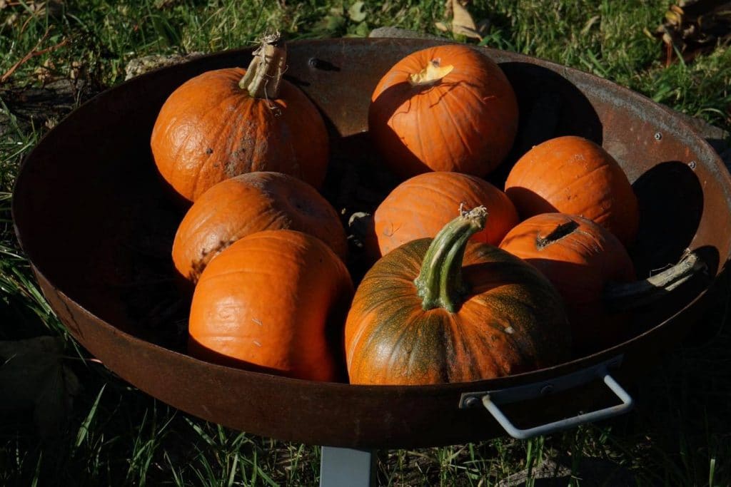 Two Greater Manchester Farms Named Among The Best Pumpkin Patches In The UK Perfect For An Autumn Family Day Out &#8211; Here’s Why They’re So Popular
