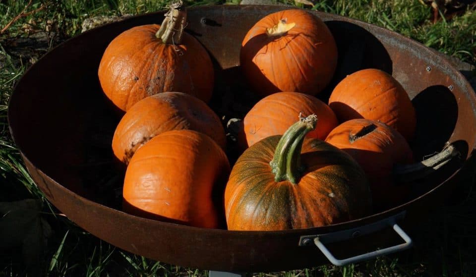 Two Greater Manchester Farms Named Among The Best Pumpkin Patches In The UK Perfect For An Autumn Family Day Out – Here’s Why They’re So Popular