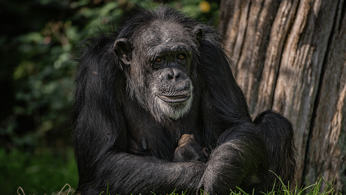 A Critically Endangered Chimpanzee Has Been Born At Chester Zoo