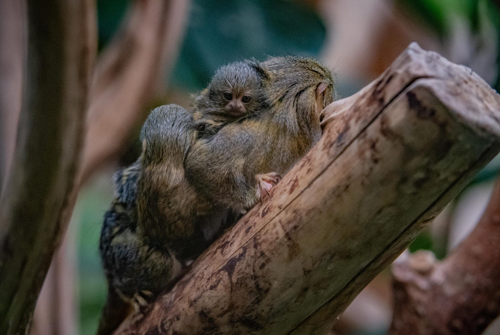 Some Of The World's Smallest Monkeys Have Been Born At Chester Zoo