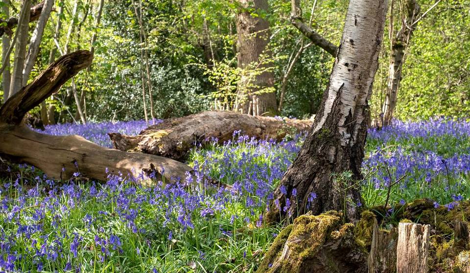 The Best Valleys And Woodlands To Spot Bluebells In And Around Manchester This Spring