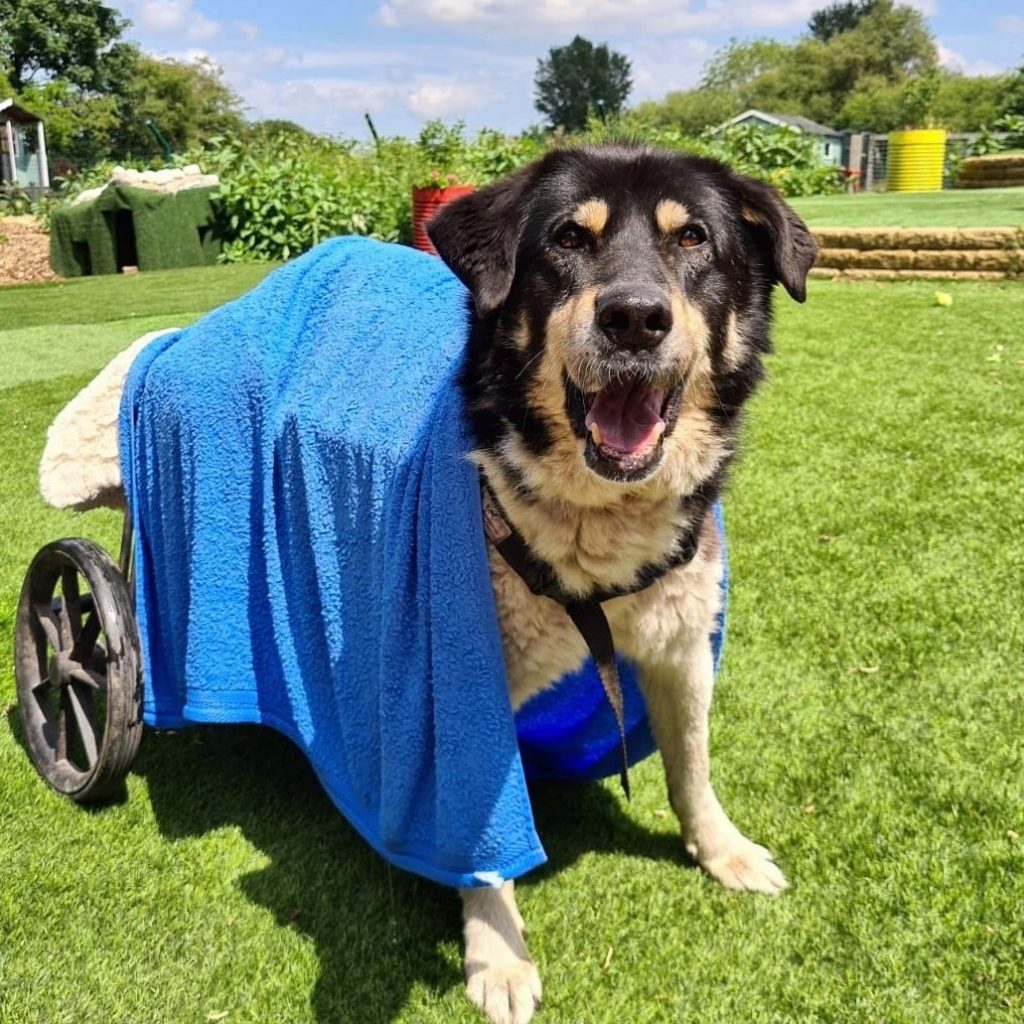 You Can A 'Dog Cuddler' At This Manchester Rescue Centre
