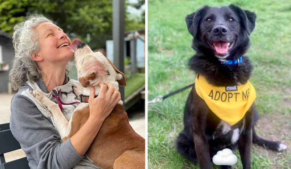 You Can Become A ‘Dog Cuddler’ At This Manchester Rescue Centre