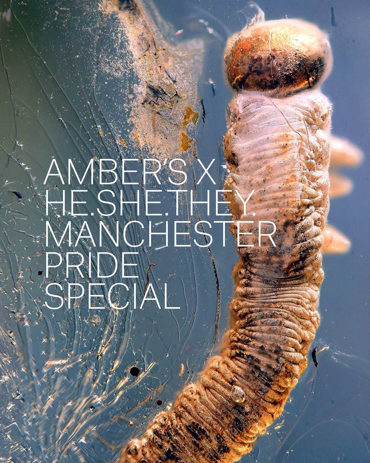 he she they ambers pride