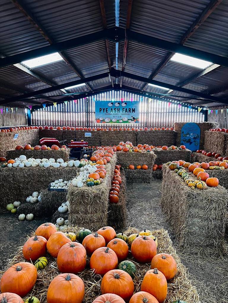 pye ash farm pumpkin maze