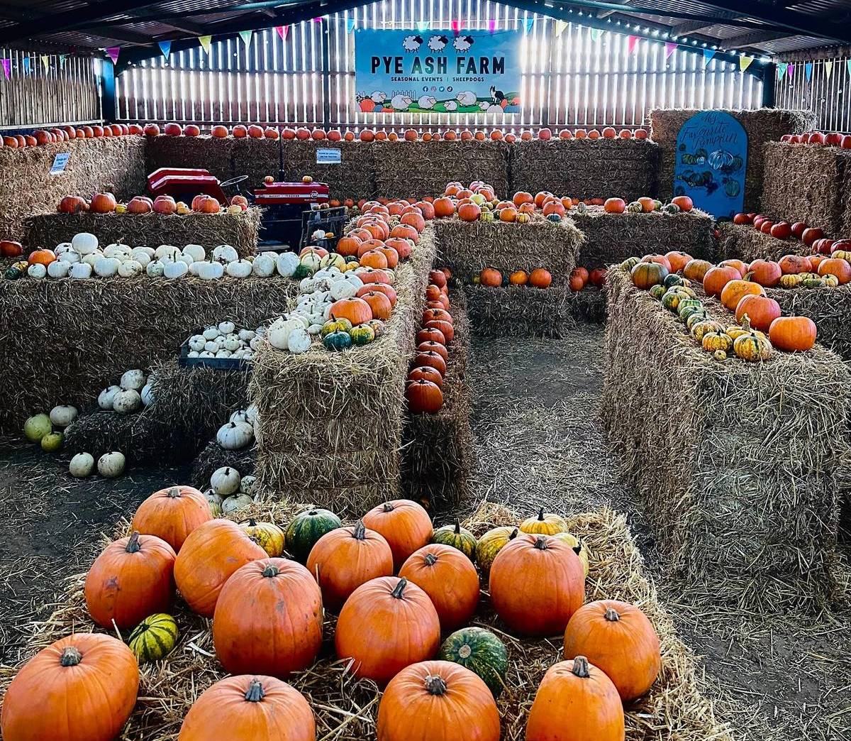 pye ash farm pumpkin maze