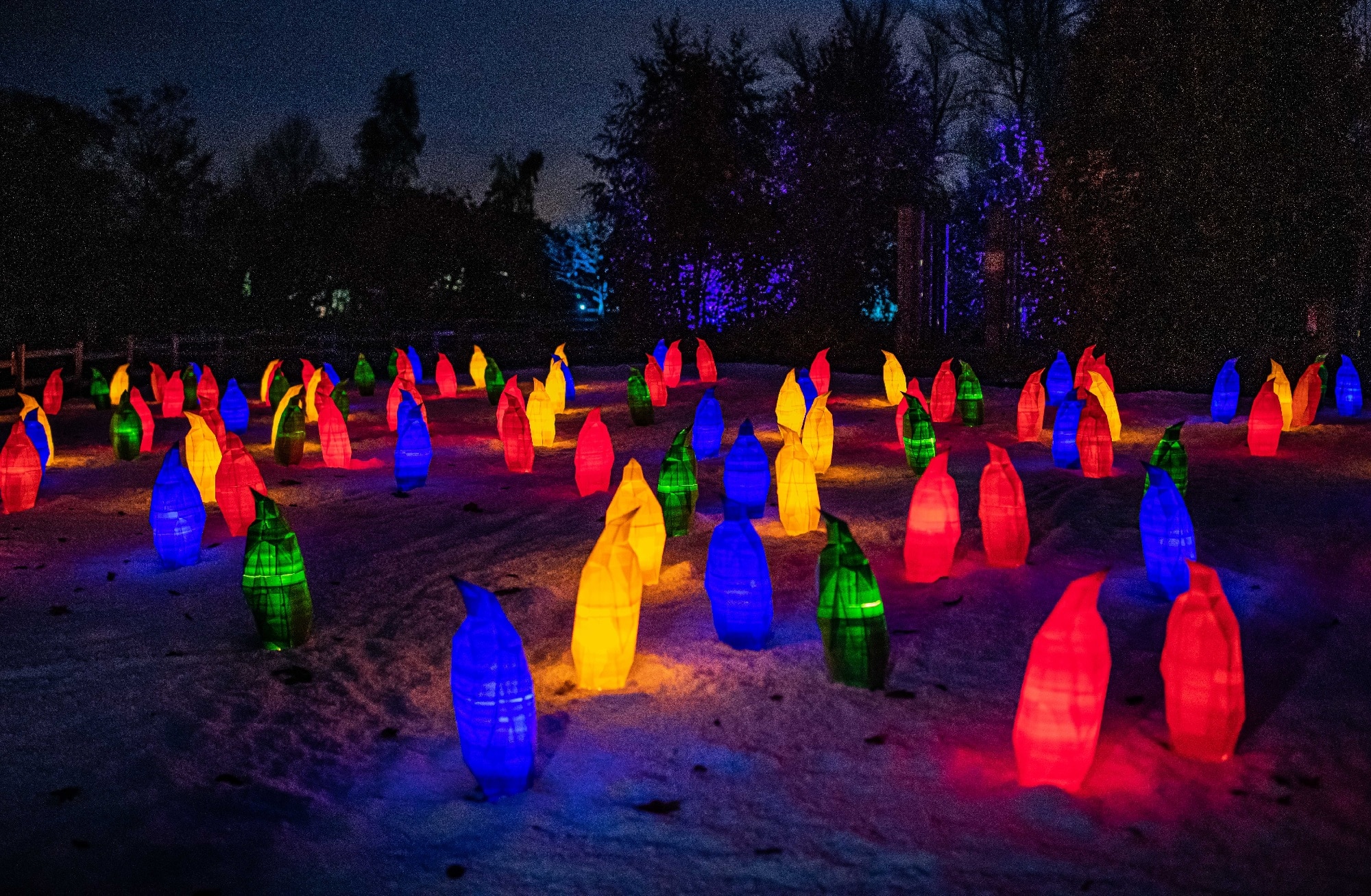 The Magical Trail With Glowing Lanterns Returns To Chester Zoo