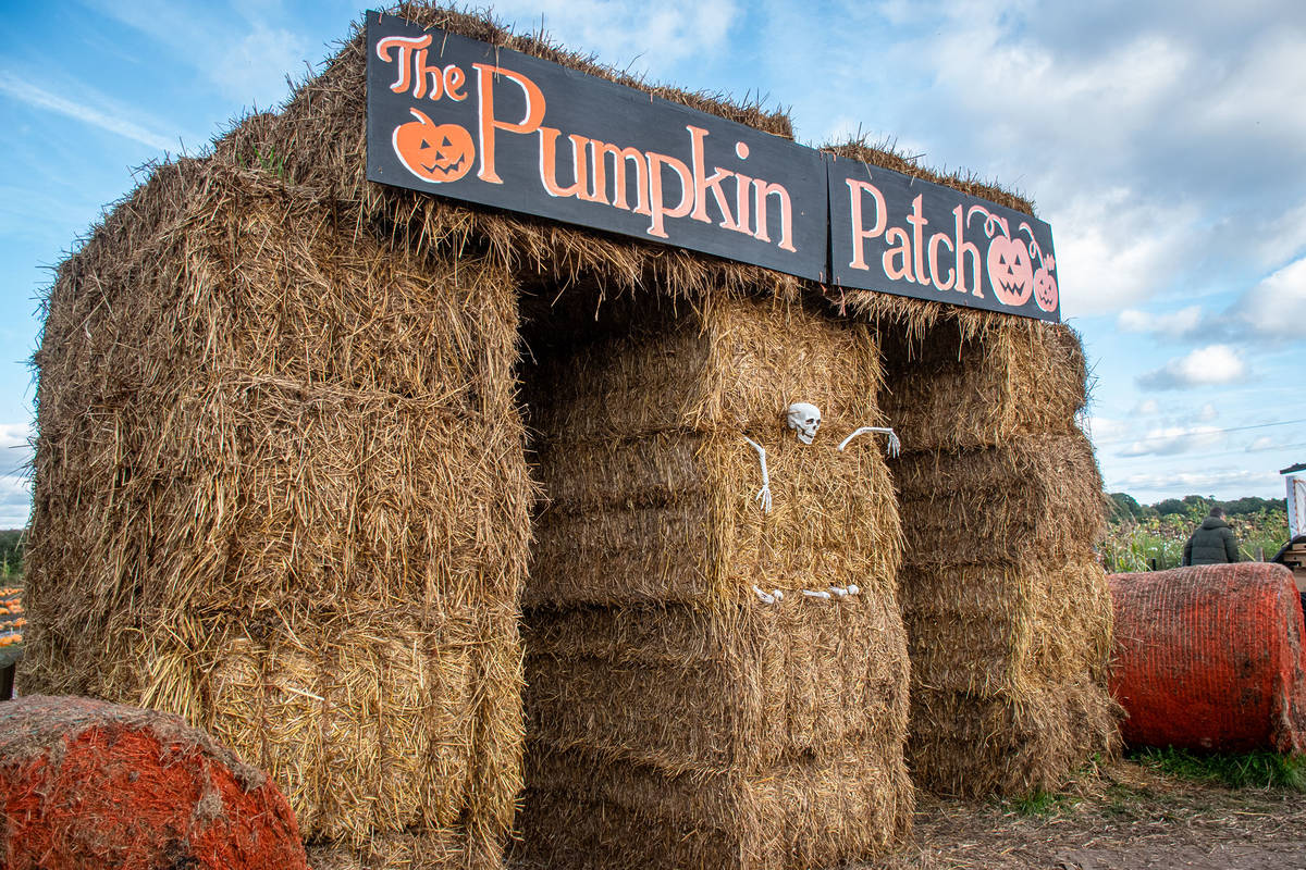 dunham massey pumpkin patch entrance hay bales