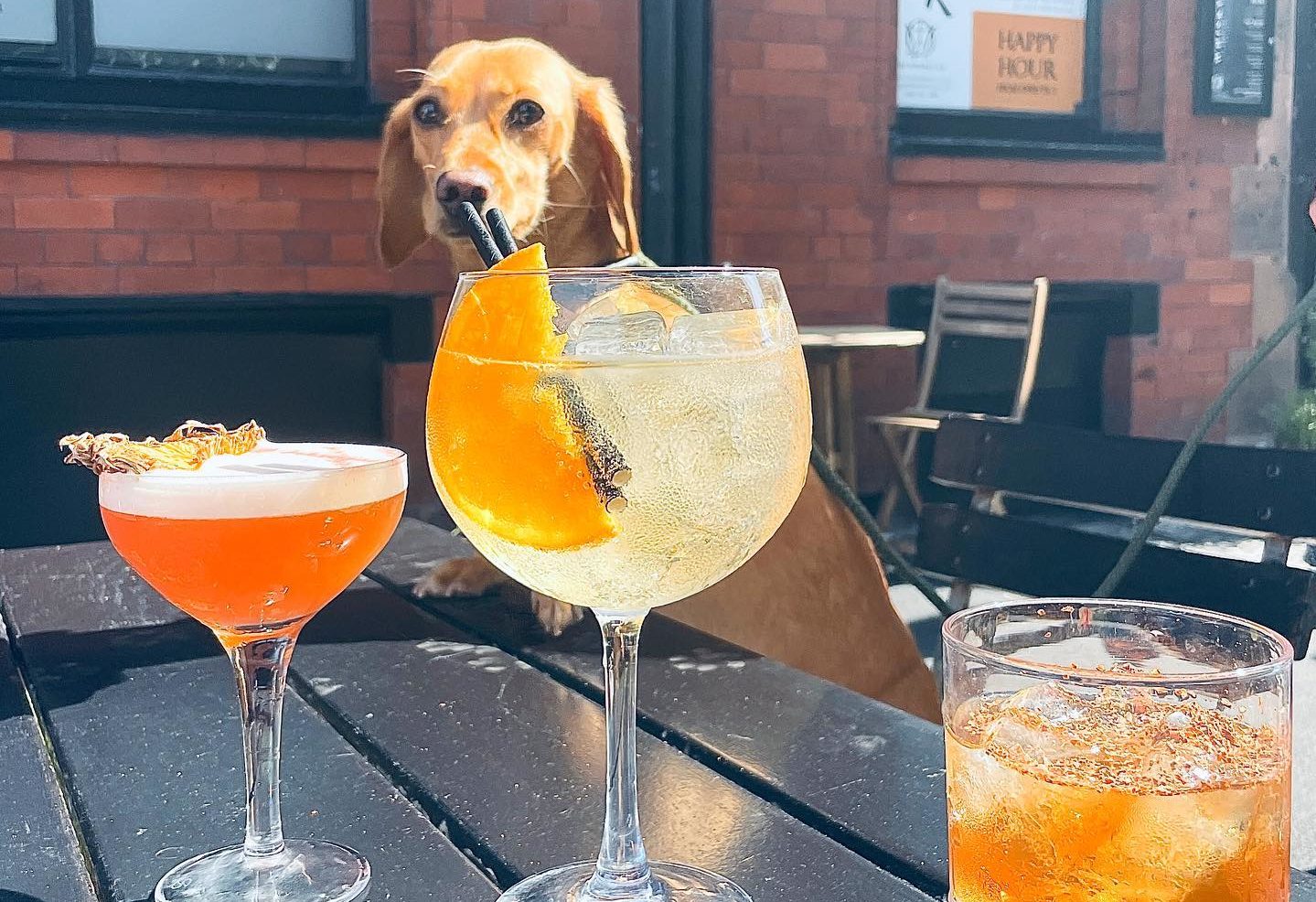 The Best DogFriendly Places In Manchester