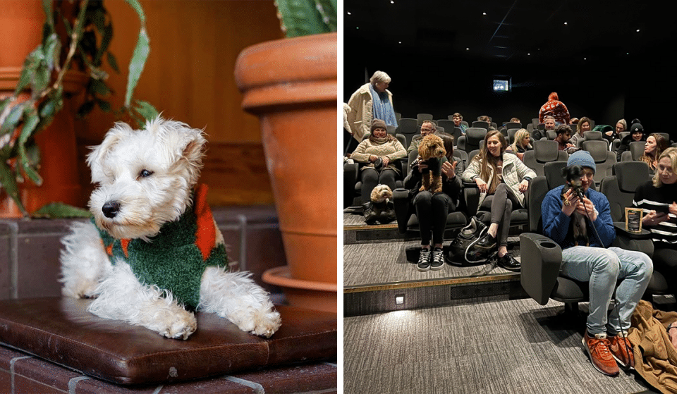 Treat Your Dog To A Cinema Date At The World’s First Dog-Friendly Cinema In Manchester