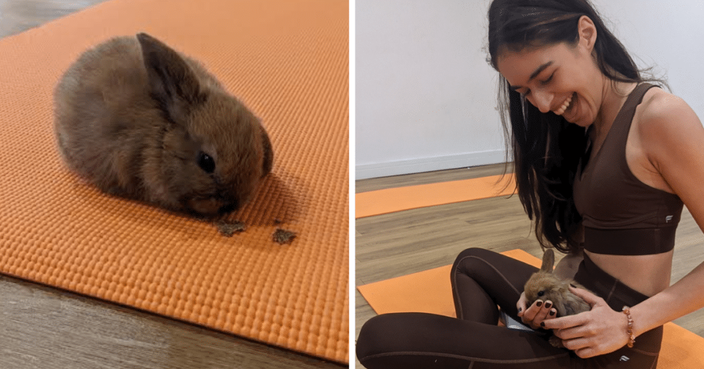 You Can Hop Along To A Cute Bunny Yoga Session In Manchester