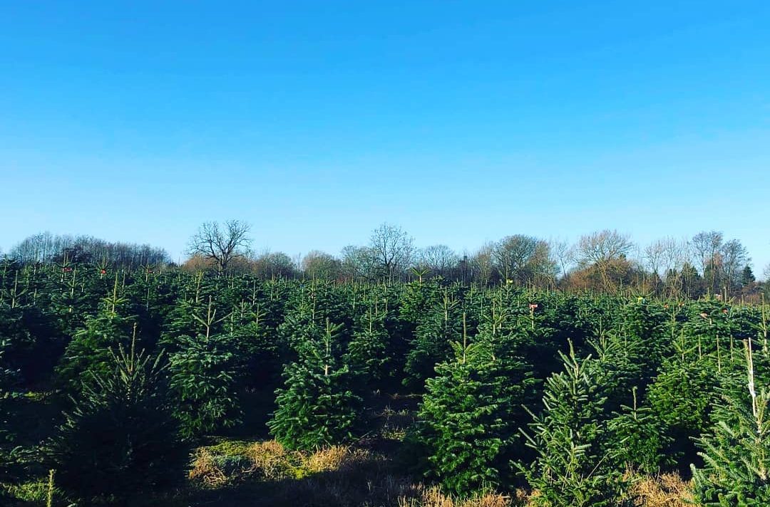17 Top Places To Buy Christmas Trees In And Around Manchester