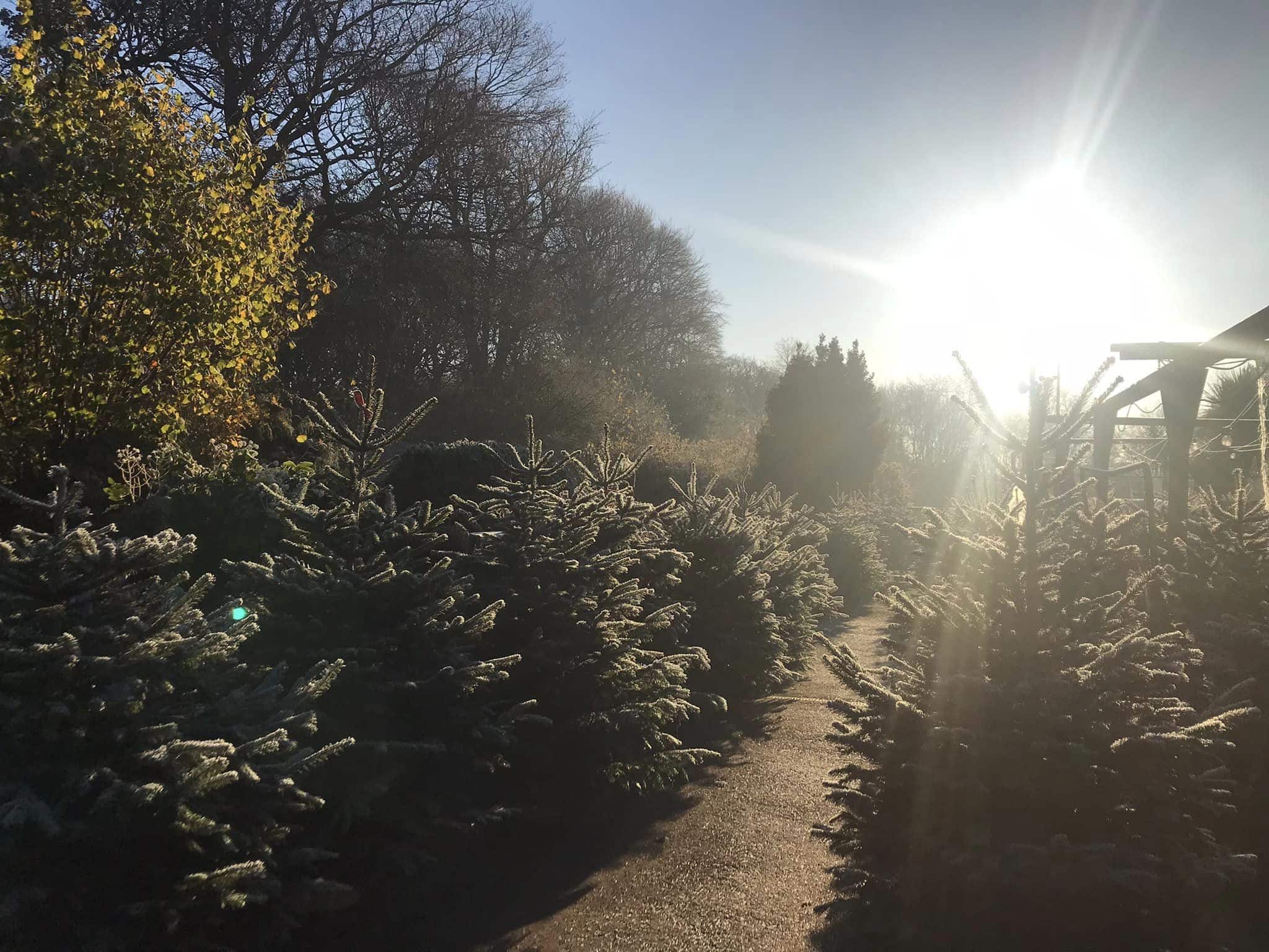 17 Top Places To Buy Christmas Trees In And Around Manchester