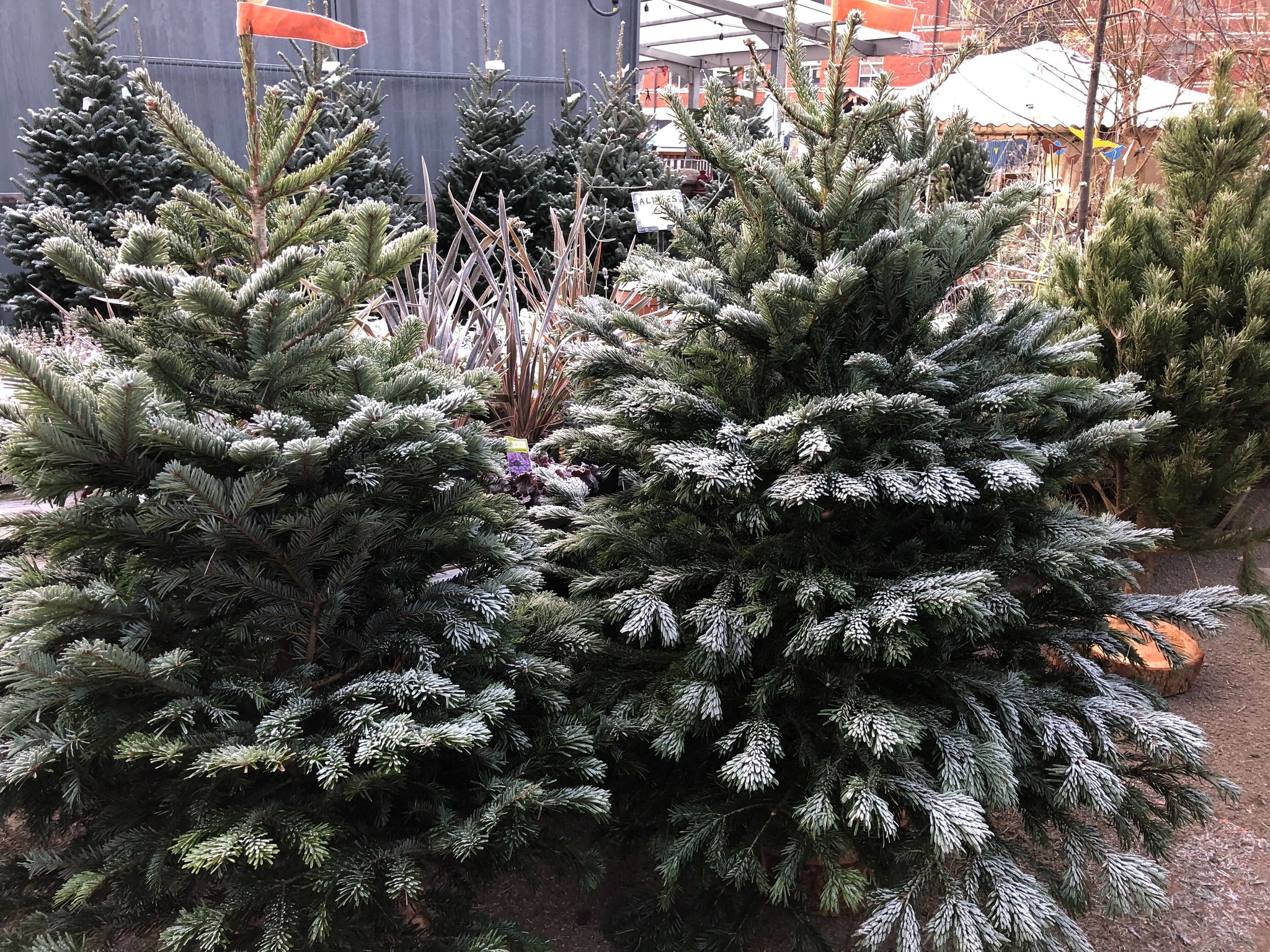 17 Top Places To Buy Christmas Trees In And Around Manchester