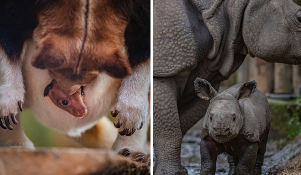 Chester Zoo Has Announced Free Tickets For Mums This Mother’s Day Weekend