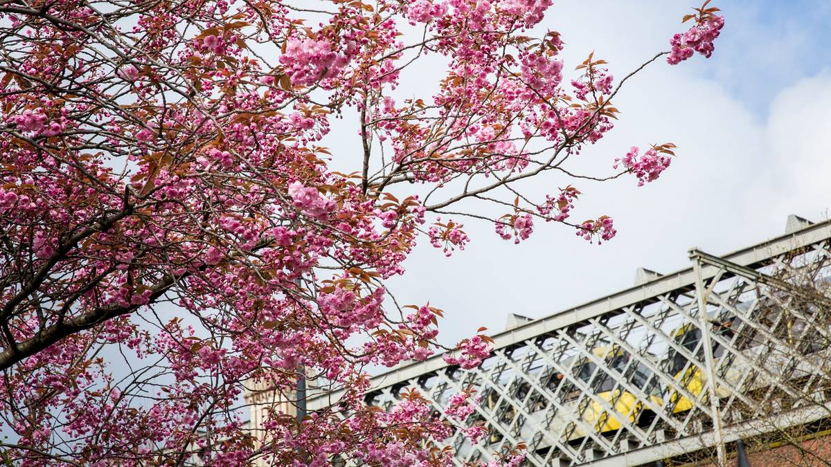blossom bloomtown trail castlefield viaduct manchester