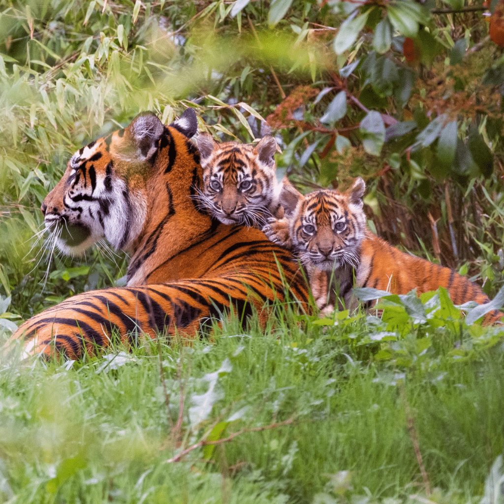 sumatran-tiger-cubs-with-mum-at-chester-zoo