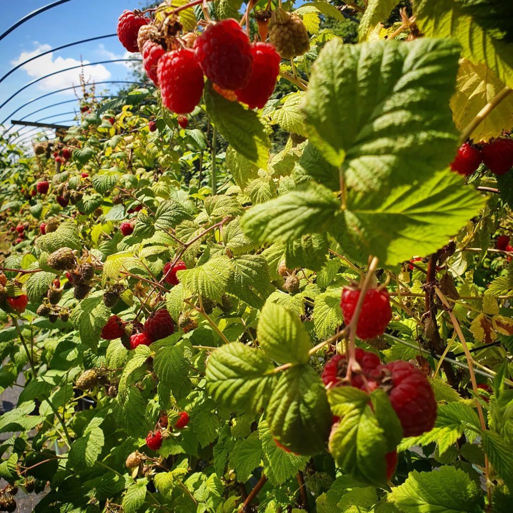 claremont-farm-raspberries