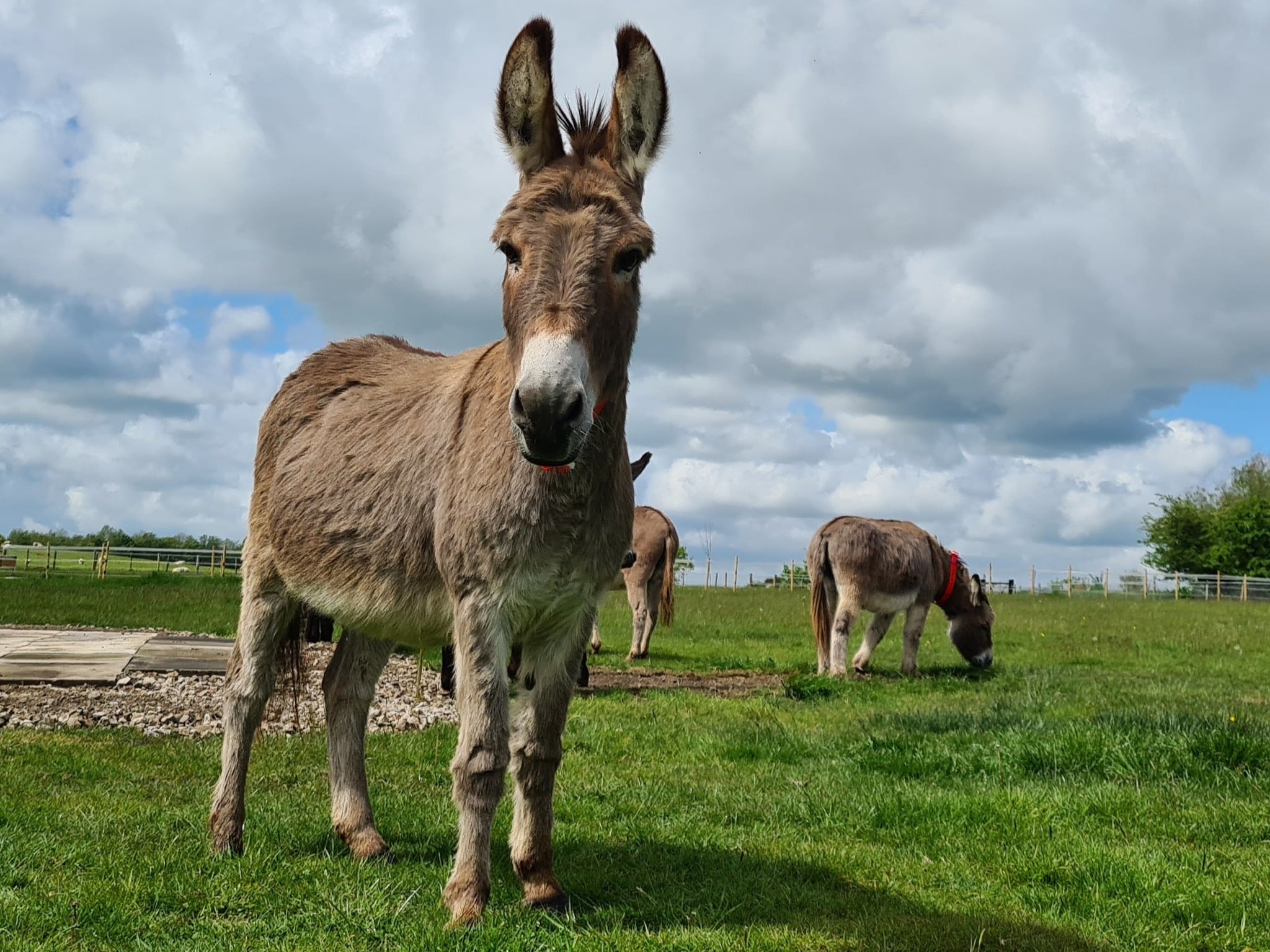 donkeys at the donkey sanctuary, greater manchester which is free to visit with kids