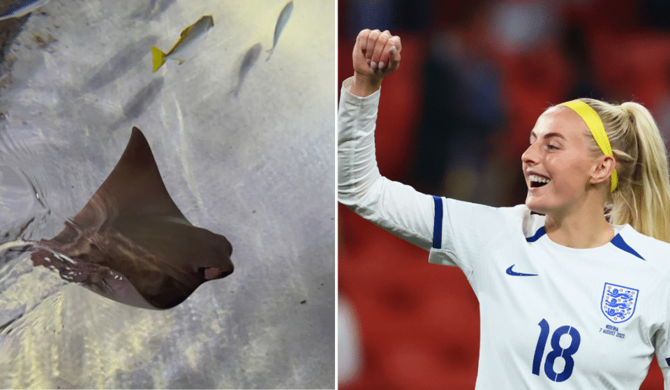 A Baby Cownose Ray Has Been Named After An England Lioness Hero At SEA LIFE Manchester