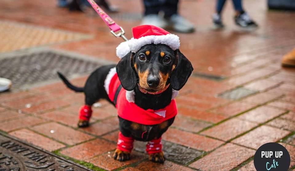 A Dashing Dachshund Christmas Pup-Up Is Coming To Manchester For One Day Only