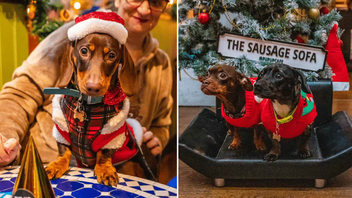 A Dachshund Christmas PupUp Event Is Coming To Manchester