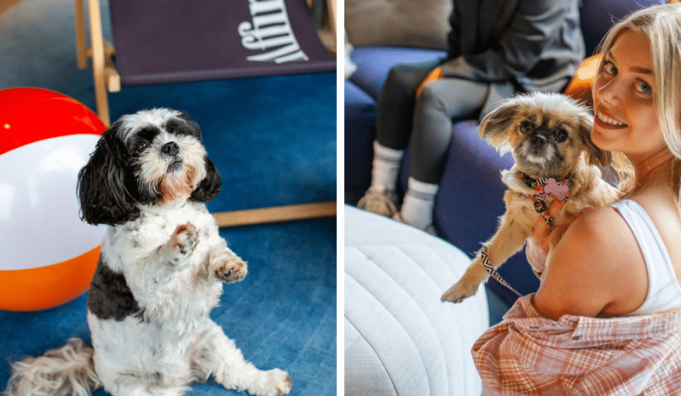 This Manchester Spot Is Hosting A Doggy Adoption Fair To Find Rescue Pups Their Fur-ever Home