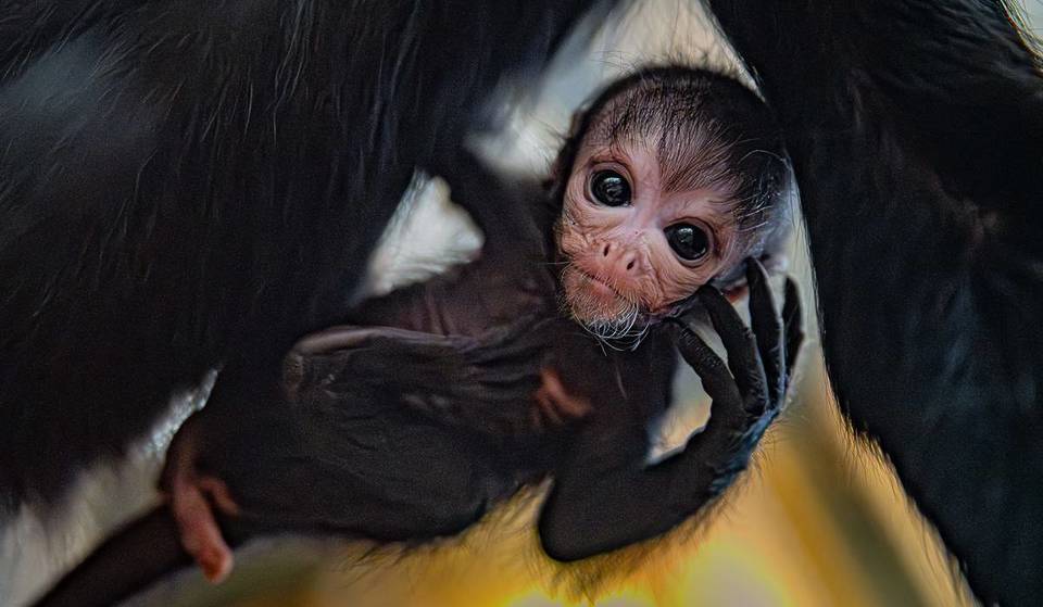 Visitors Have Caught A First Glimpse Of An Adorable Newborn Spider Monkey At Chester Zoo